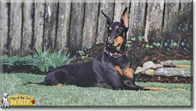 Senta the Doberman Pinscher, the Dog of the Day