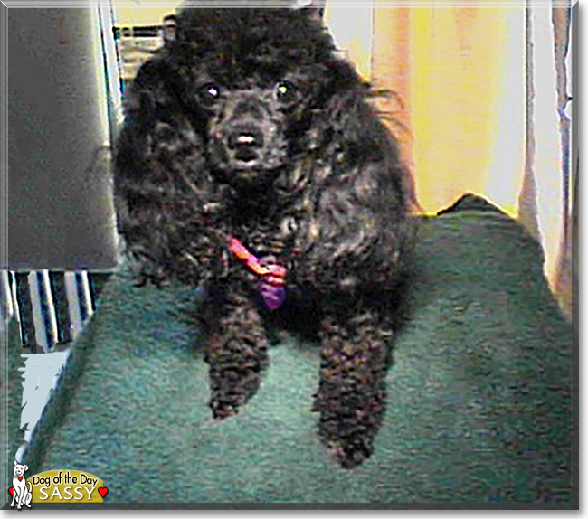Sassy the Toy Poodle, the Dog of the Day