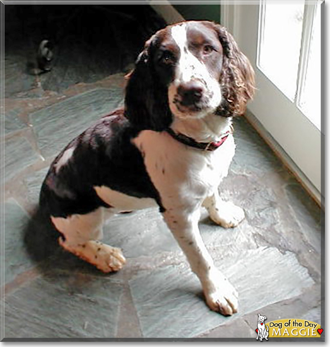 Maggie the English Springer Spaniel, the Dog of the Day