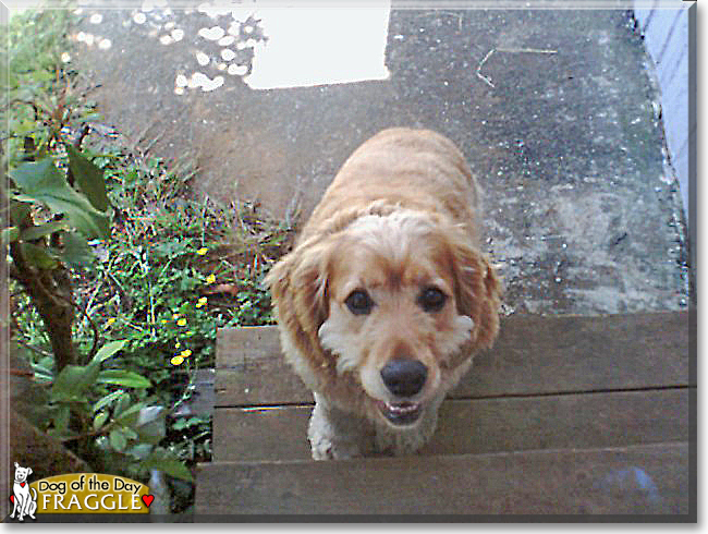 Fraggle the Cocker Spaniel, Golden Retriever mix, the Dog of the Day