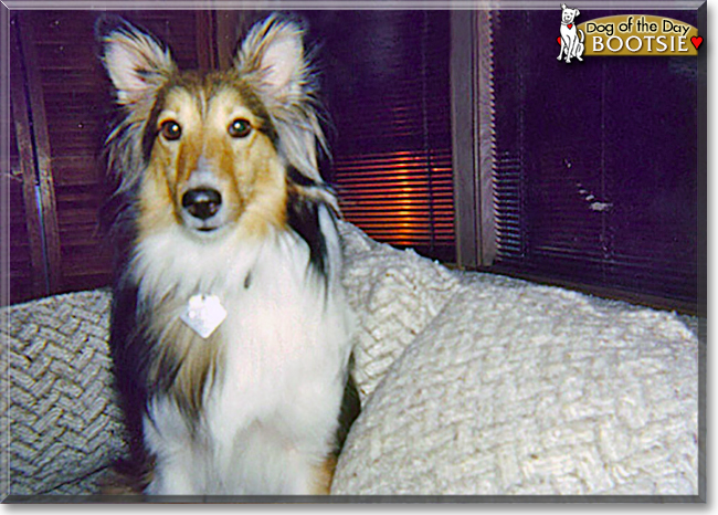 Bootsie the Shetland Sheepdog, the Dog of the Day