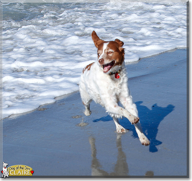 Claire the Brittany Spaniel, the Dog of the Day