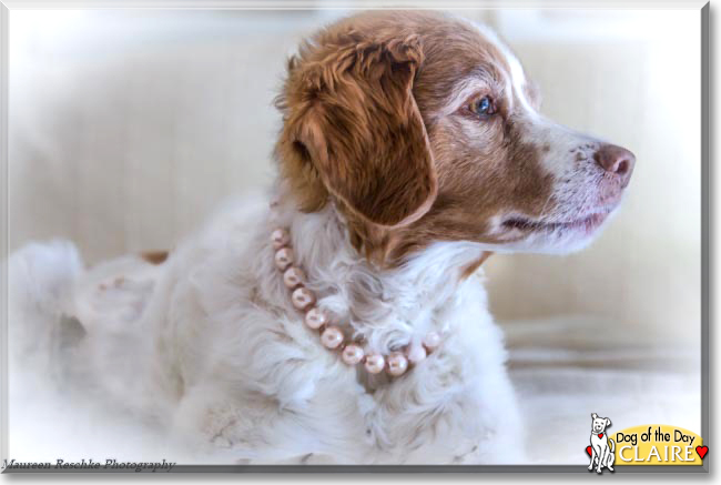 Claire the Brittany Spaniel, the Dog of the Day