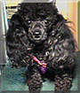 Sassy the Toy Poodle
