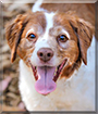 Claire the Brittany Spaniel