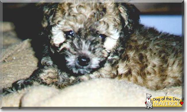 Maverick the Toy Poodle, the Dog of the Day