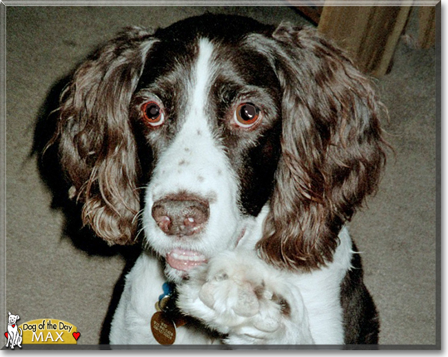 Max the English Springer Spaniel, the Dog of the Day