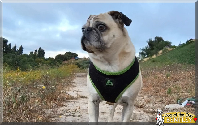 Bentley the Pug, the Dog of the Day