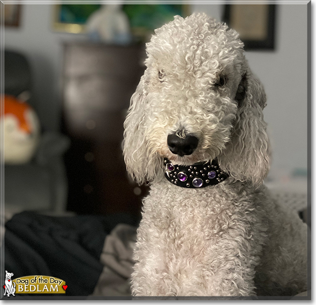 Bedlam the Bedlington Terrier, the Dog of the Day