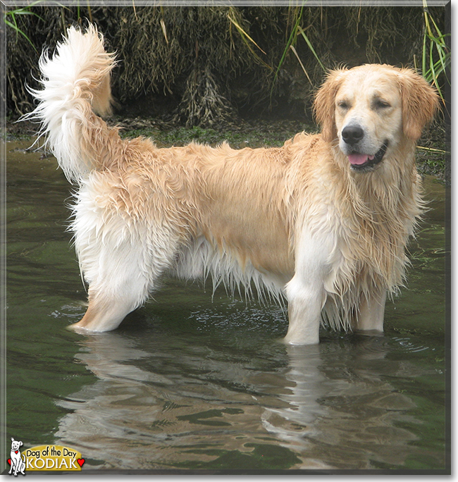 Kodiak the Golden Retriever, the Dog of the Day