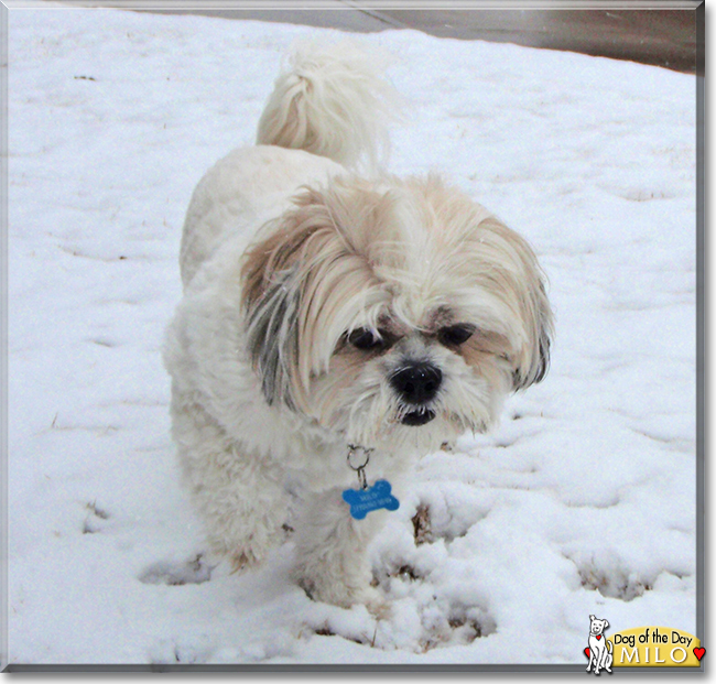 Milo the Shih Tzu, the Dog of the Day