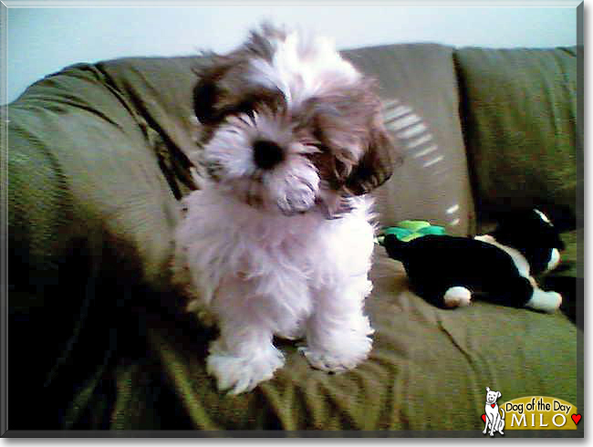 Milo the Shih Tzu, the Dog of the Day
