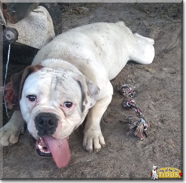 Tidus the Boxer, English Bulldog mix, the Dog of the Day