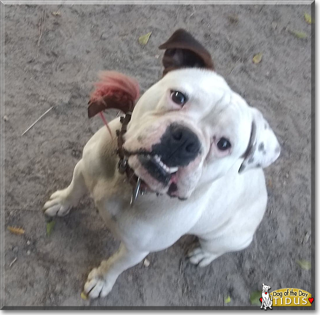 Tidus the Boxer, English Bulldog mix, the Dog of the Day