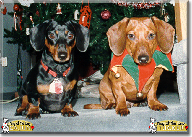Cajun and Tucker the Miniature Dachshunds, the Dog of the Day