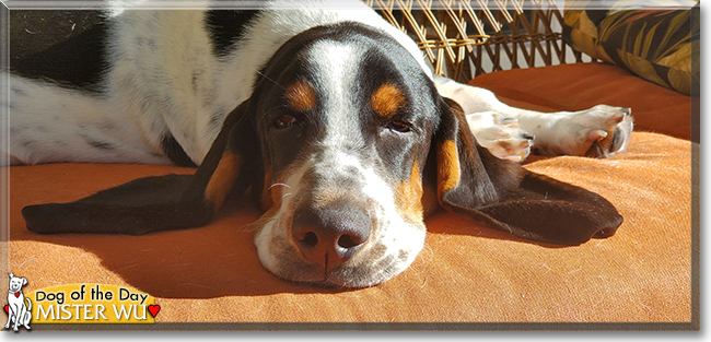 Mister Wu the Basset Hound, the Dog of the Day