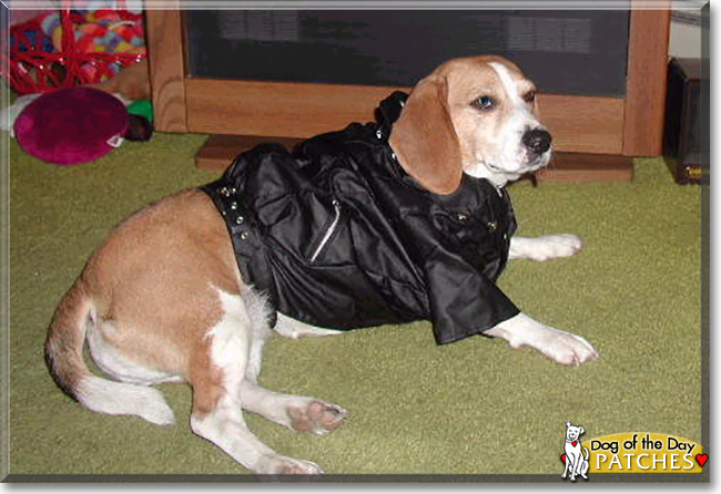 Patches the Beagle, the Dog of the Day