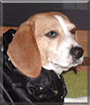 Patches the Beagle