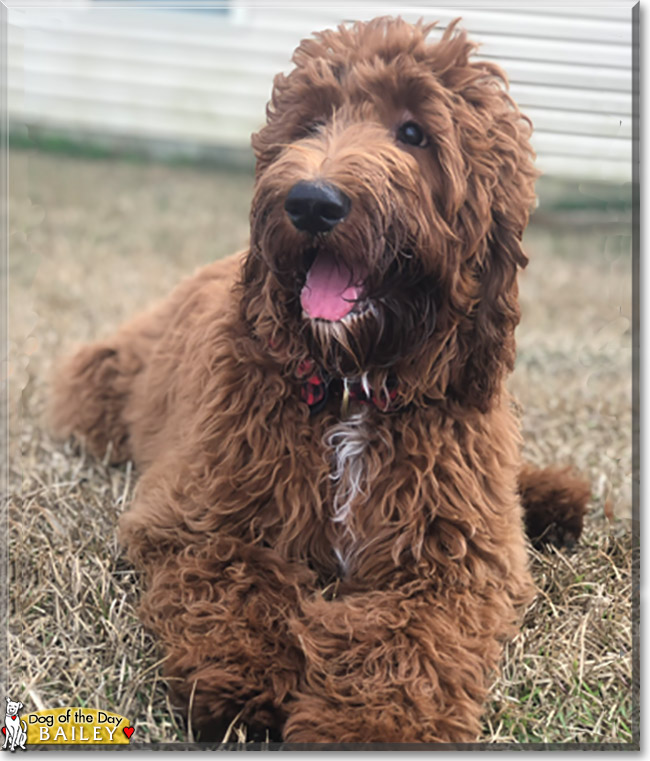 Bailey the Irish Setter, Poodle mix, the Dog of the Day