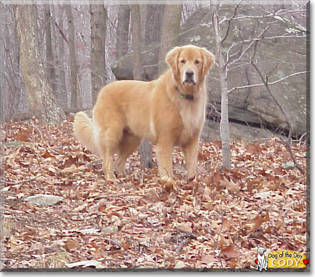Cody the Golden Retriever, the Dog of the Day