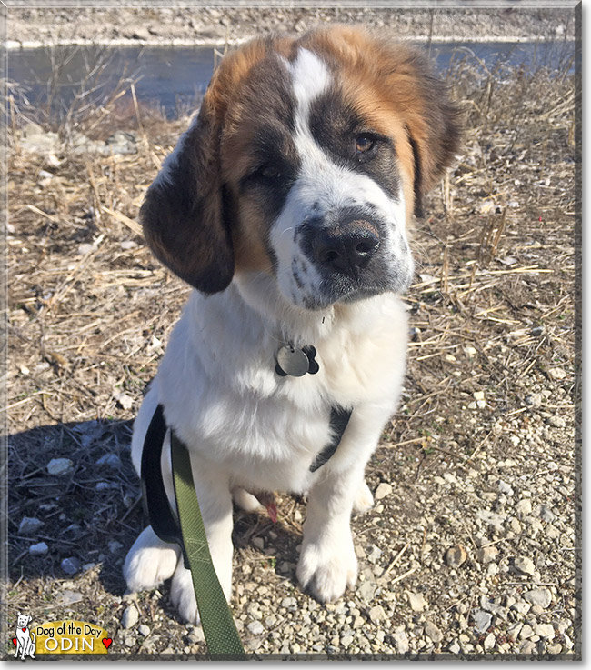 Odin the St. Bernard, Great Pyrenees mix, the Dog of the Day