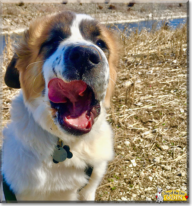 Odin the St. Bernard, Great Pyrenees mix, the Dog of the Day
