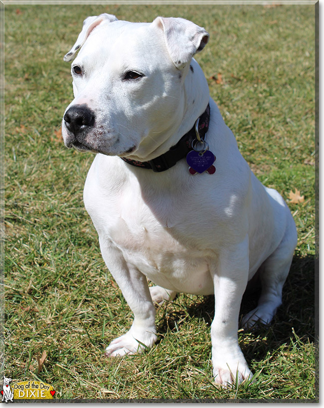 Dixie the American Staffordshire terrier mix, the Dog of the Day