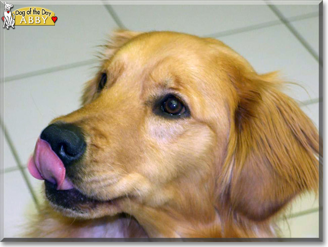 Abby the Golden Retriever, the Dog of the Day