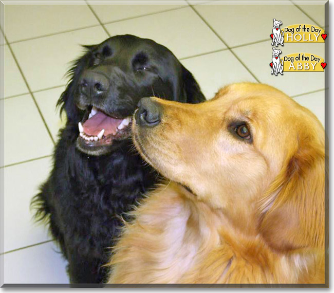 Abby the Golden Retriever, Holly the American Water Spaniel mix, the Dogs of the Day
