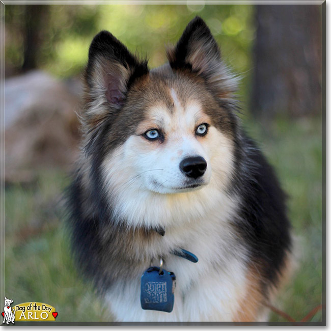 Arlo the Husky, Pomeranian mix, the Dogs of the Day