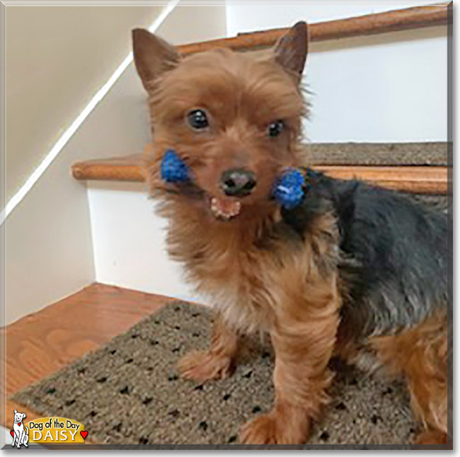 Daisy the Yorkshire Terrier, the Dogs of the Day