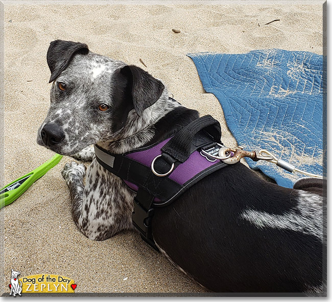 Zeplyn the Cattle Dog, Pitbull Mix, the Dog of the Day