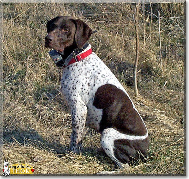 Thor the German Shorthair Pointer, the Dog of the Day