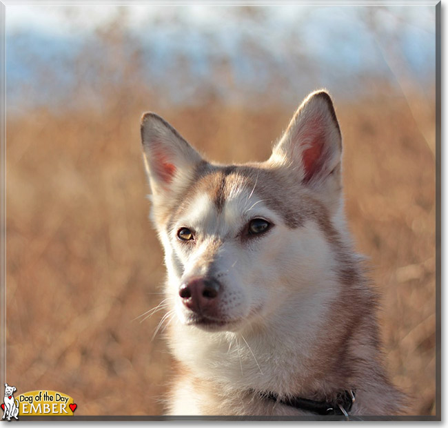 Ember the Alaskan Klee Kai, the Dog of the Day