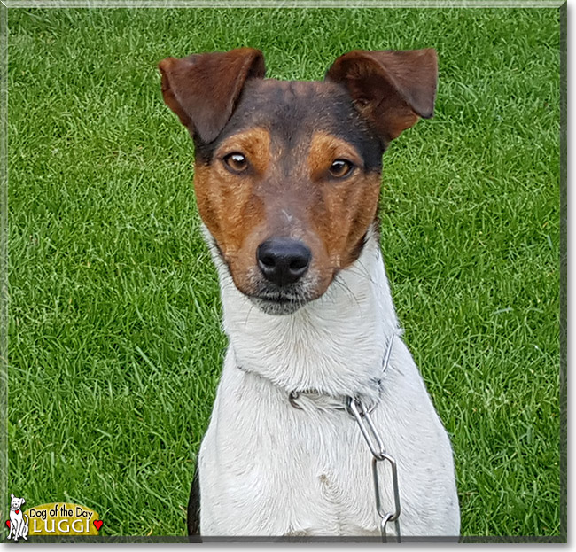 Luggi the Smooth Fox Terrier, the Dog of the Day