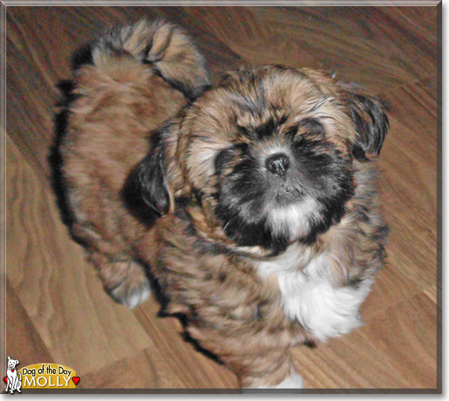 Molly the Shih Tzu, the Dog of the Day