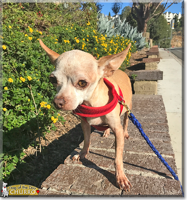 Churro the Chihuahua, the Dog of the Day