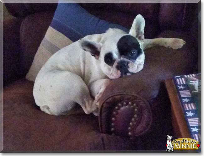 Minnie the French Bulldog, the Dog of the Day