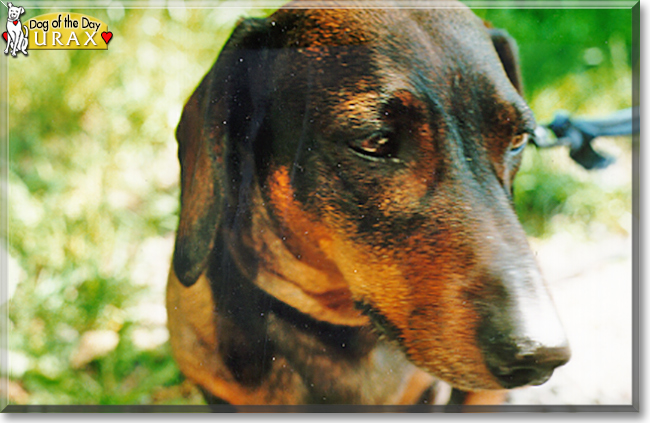 Urax the Dachshund, the Dog of the Day