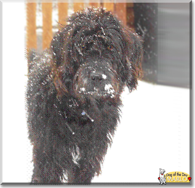 Marlo the Labrador, Standard Poodle mix, the Dog of the Day