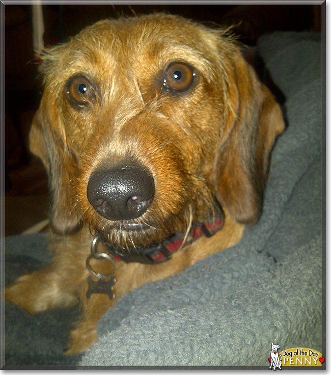 Penny the Wire-haired Dachshund mix, the Dog of the Day