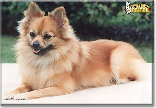 Pritzi the Pomeranian, the Dog of the Day