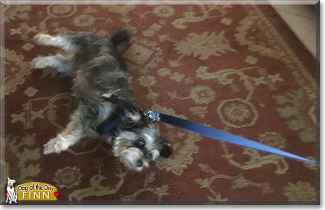 Finn the Schnauzer mix, the Dog of the Day