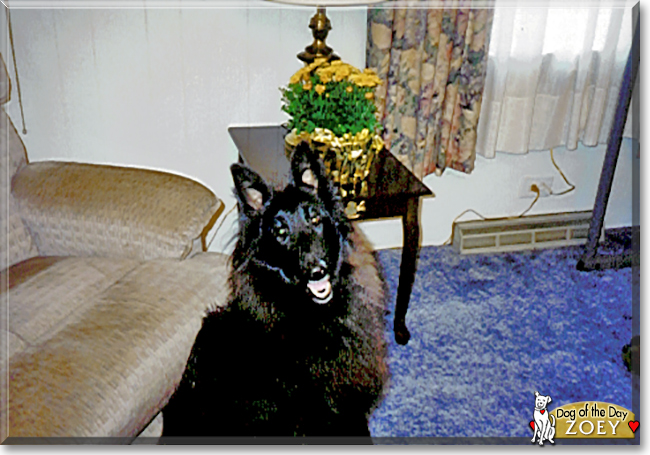 Zoey the Belgian Sheepdog, the Dog of the Day