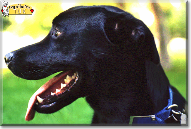 Tuk the Labrador Retriever, Dalmation mix, the Dog of the Day