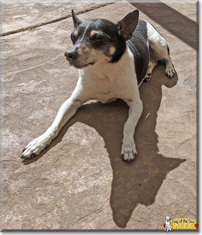 Alex the Rat Terrier, the Dog of the Day