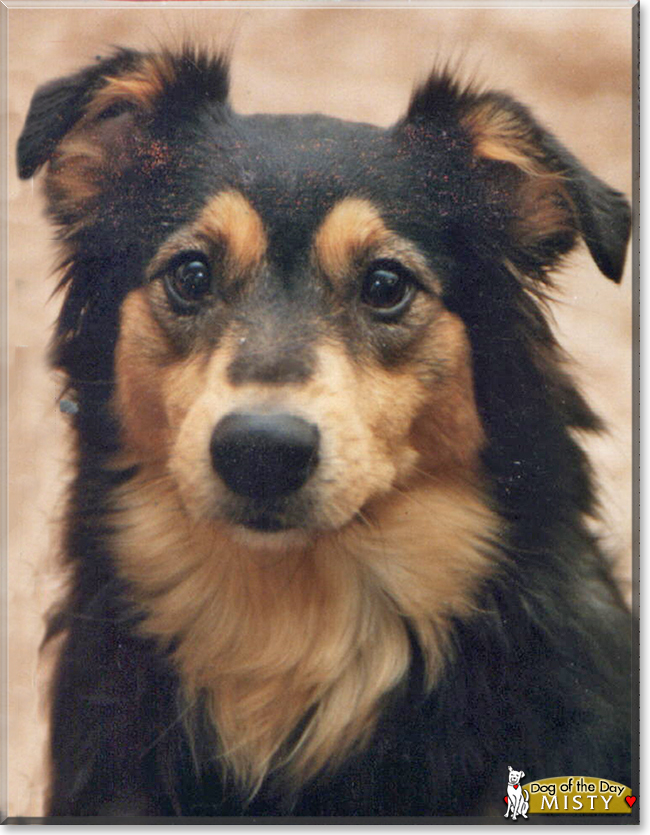 Misty the Collie mix, the Dog of the Day