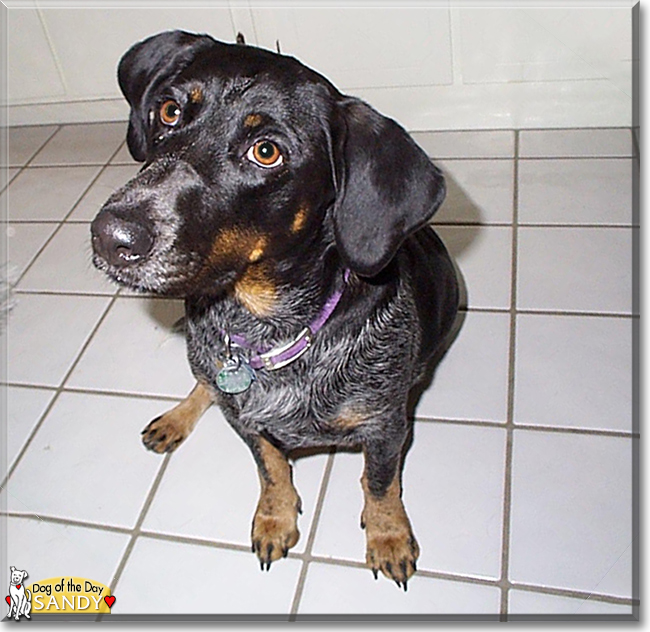 Sandy the Basset Hound, Blue Heeler mix, the Dog of the Day