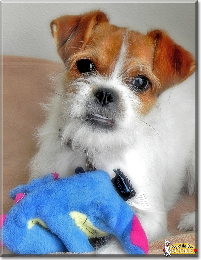 Sookie the Jack Russell Terrier mix, the Dog of the Day