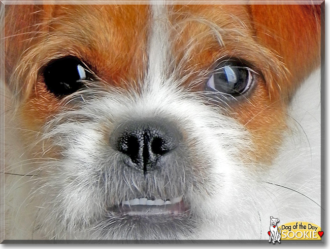 Sookie the Jack Russell Terrier mix, the Dog of the Day